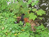 Poule d'eau (ord Anseriformes) (fam Annatides) (Photo F. Mrugala) (07)